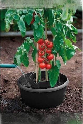 ACD Tomaten waterreservoir, Tuin en Terras, Ophalen, Zo goed als nieuw