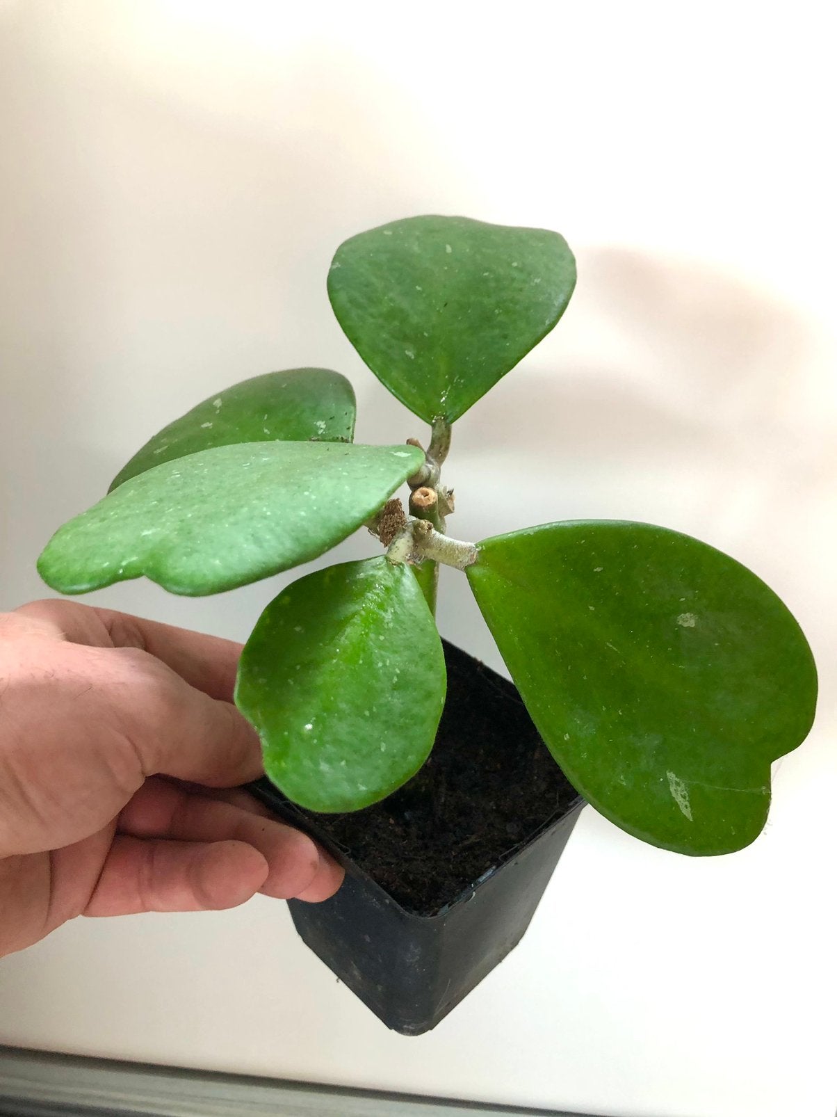 Hoya Kerrii te koop, Huis en Inrichting, Kamerplanten, Ophalen