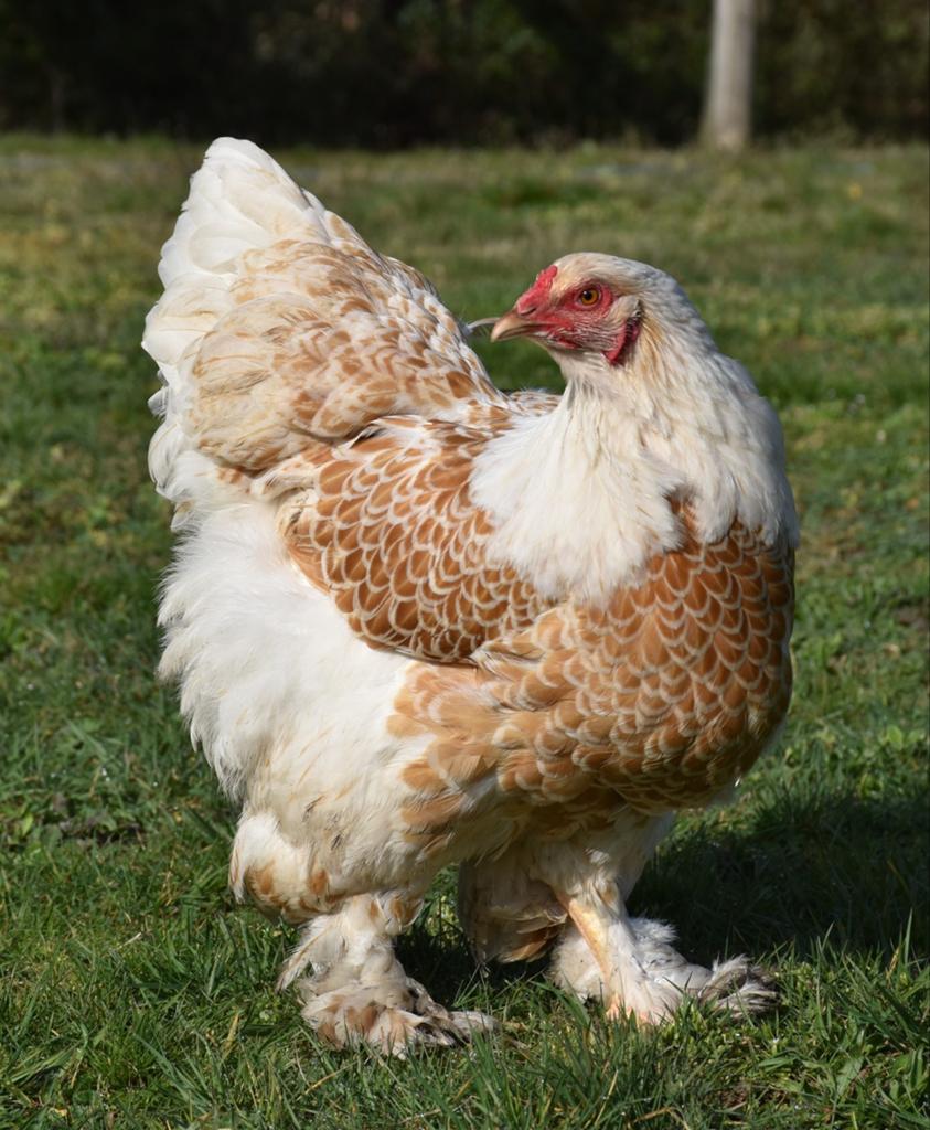Broedeieren van brahma goud-wit gezoomd.