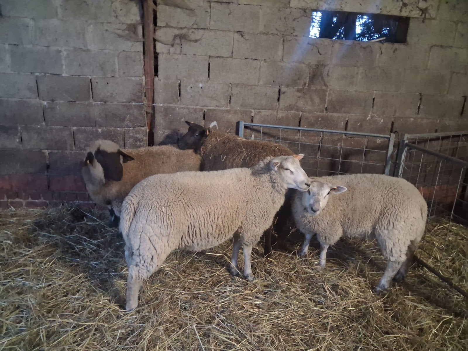 rammen, Dieren en Toebehoren