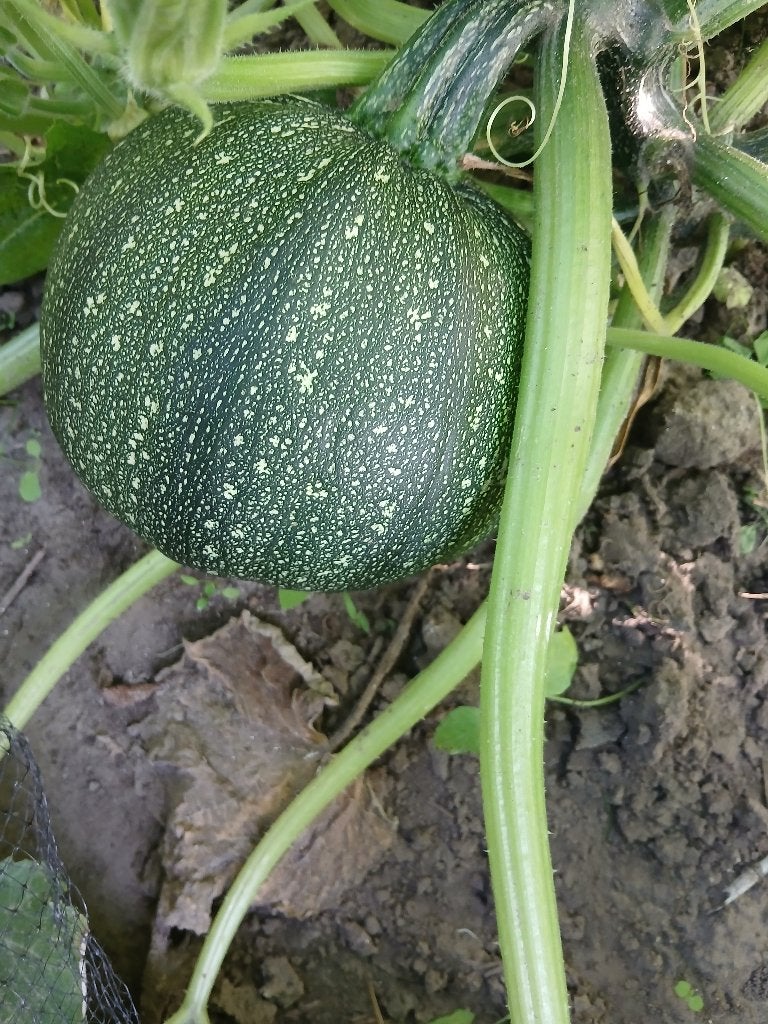 Courgette, Jardin & Terrasse, Plantes | Jardin, Enlèvement