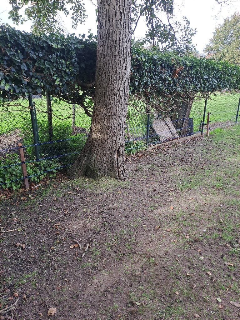 GRATIS DIKKE BOOM, zelf af te zagen!, Ophalen