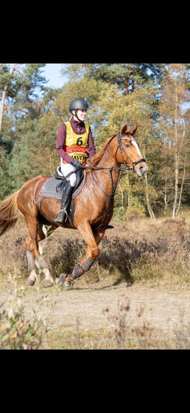 Ancienne jument de polo de 18 ans, Jument