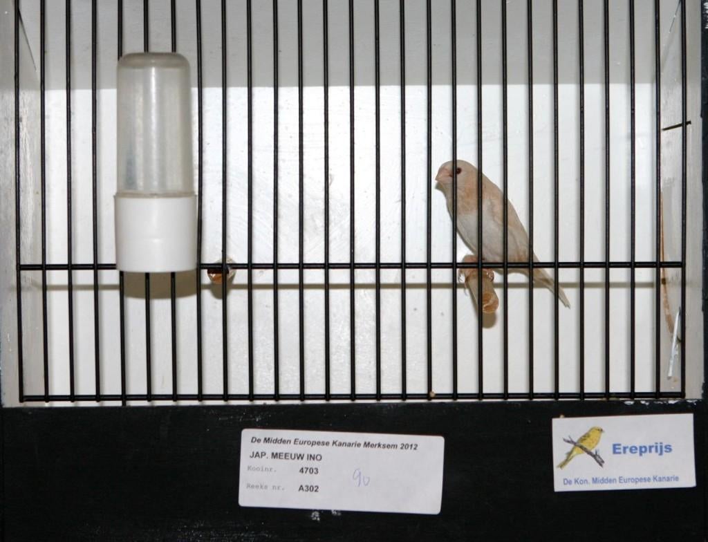 Gould Amadines + Japanse Meeuwen    2026  - 2024-2025, Plusieurs animaux, Oiseau tropical, Bagué