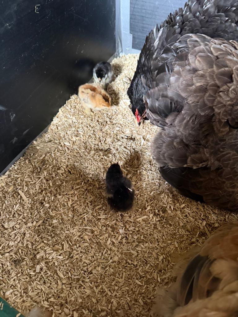 Raszuivere Cochin kriel kuikentjes te koop – natuurbroed, Dieren en Toebehoren, Geslacht onbekend, Kip