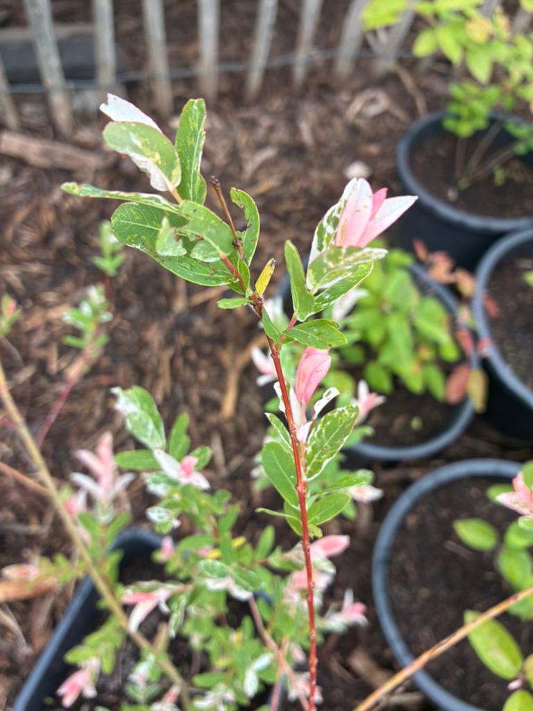 Salix integra bonte wilg, Tuin en Terras, Ophalen