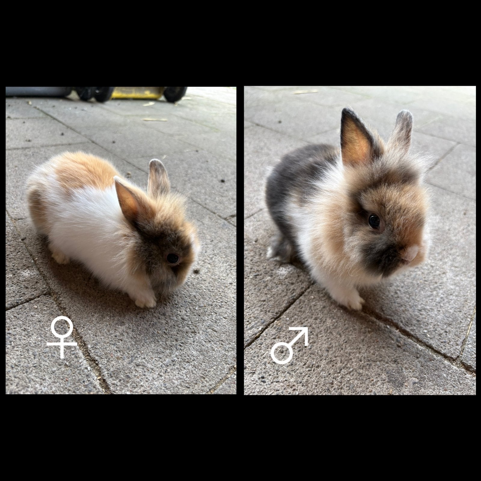 Dwergkonijntje leeuwenkopje, Dieren en Toebehoren, Konijnen