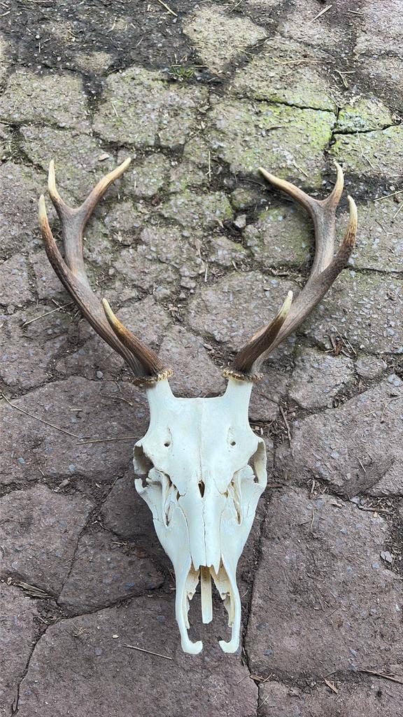 Trophée de cerf, Enlèvement, Comme neuf, Cerf
