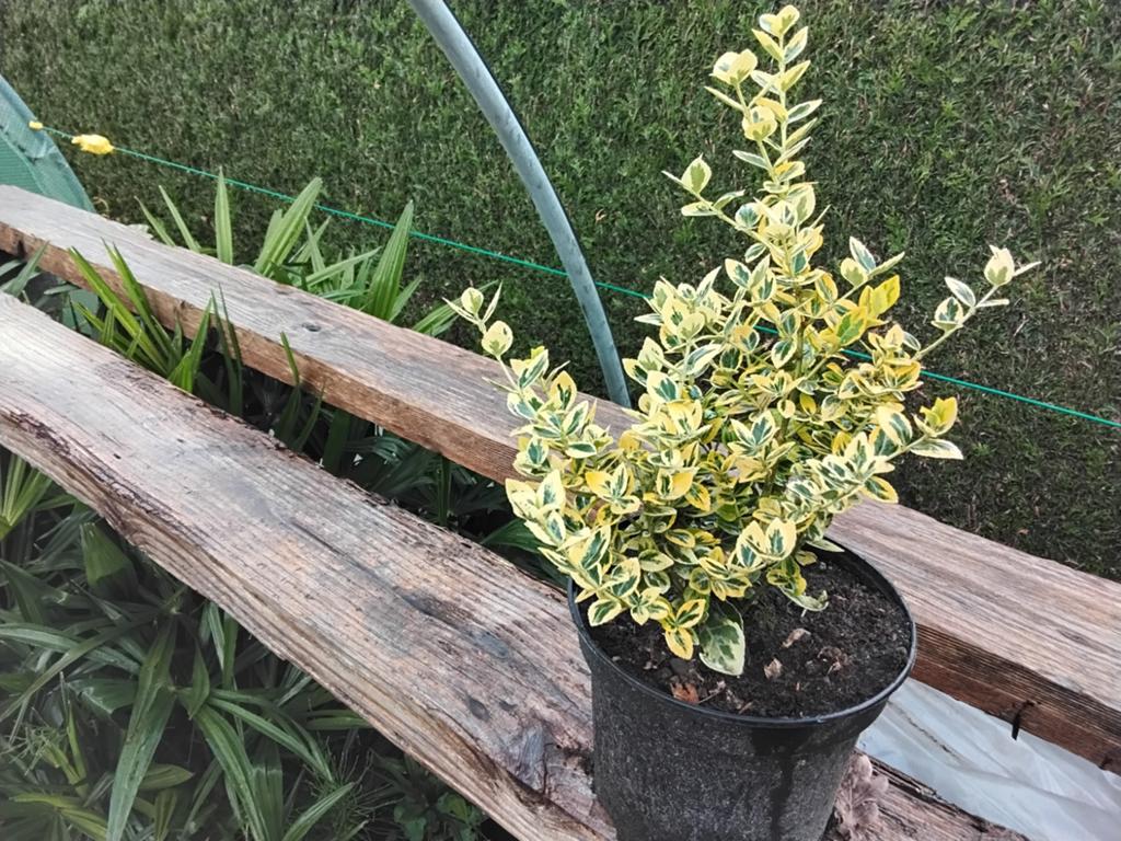 Euonymus emerald gold, Tuin en Terras, Planten | Struiken en Hagen, Ophalen, Struik