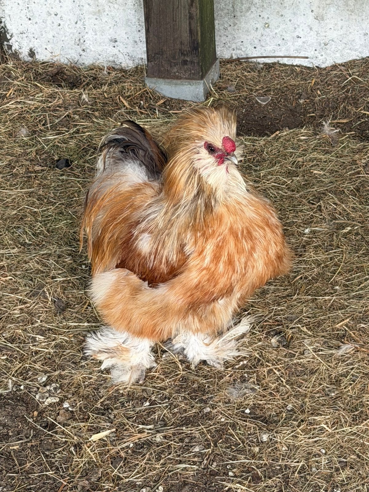 Hanen, Dieren en Toebehoren, Pluimvee, Mannelijk, Kip