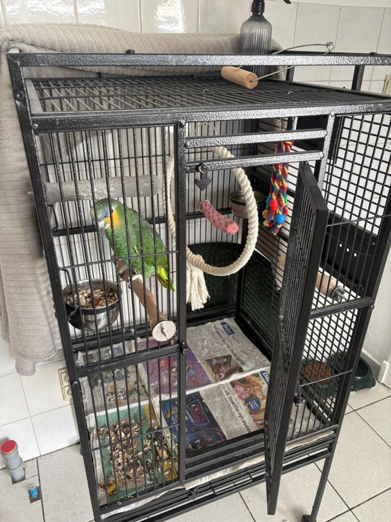 Belle Amazon à front bleu à vendre, Animaux & Accessoires, Oiseaux | Perruches & Perroquets, Perroquet, Mâle, Parleur, Domestique