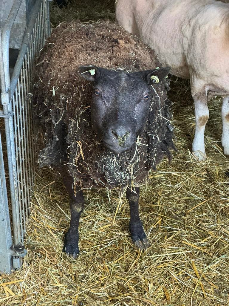 Ooien van 3 jaar in top conditie, Dieren en Toebehoren, Schapen, Geiten en Varkens