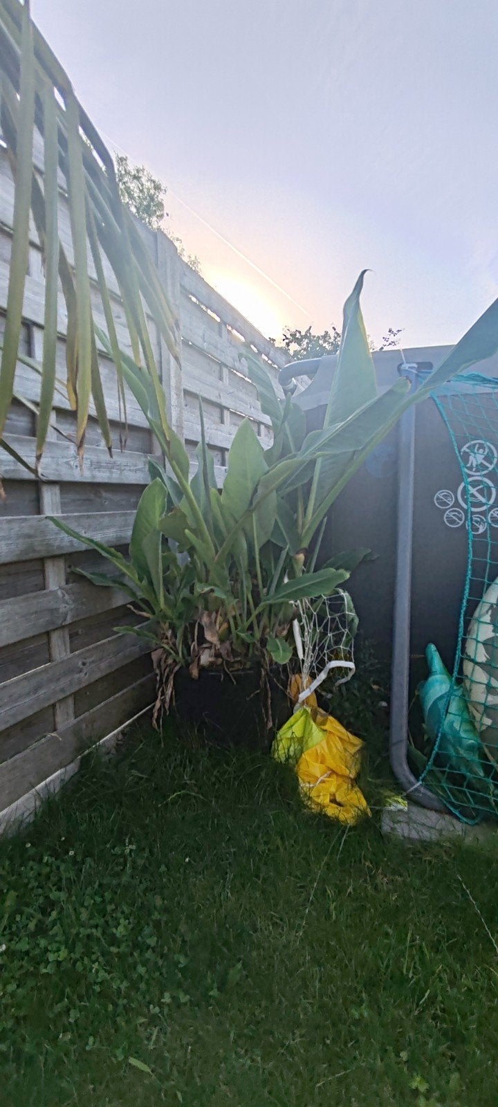 musa lasio carpa /de gele lotus banaan, Tuin en Terras, Ophalen