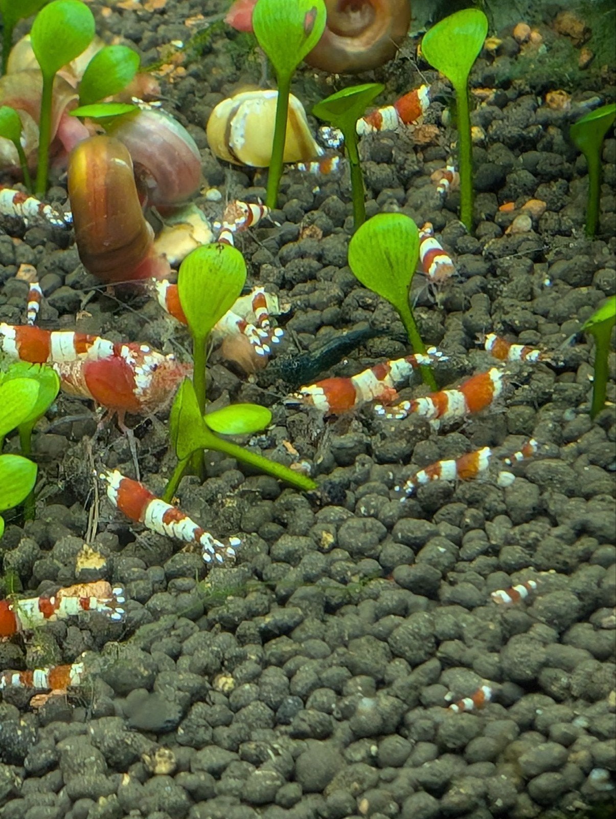 Crystal Red Cardinal Garnalen