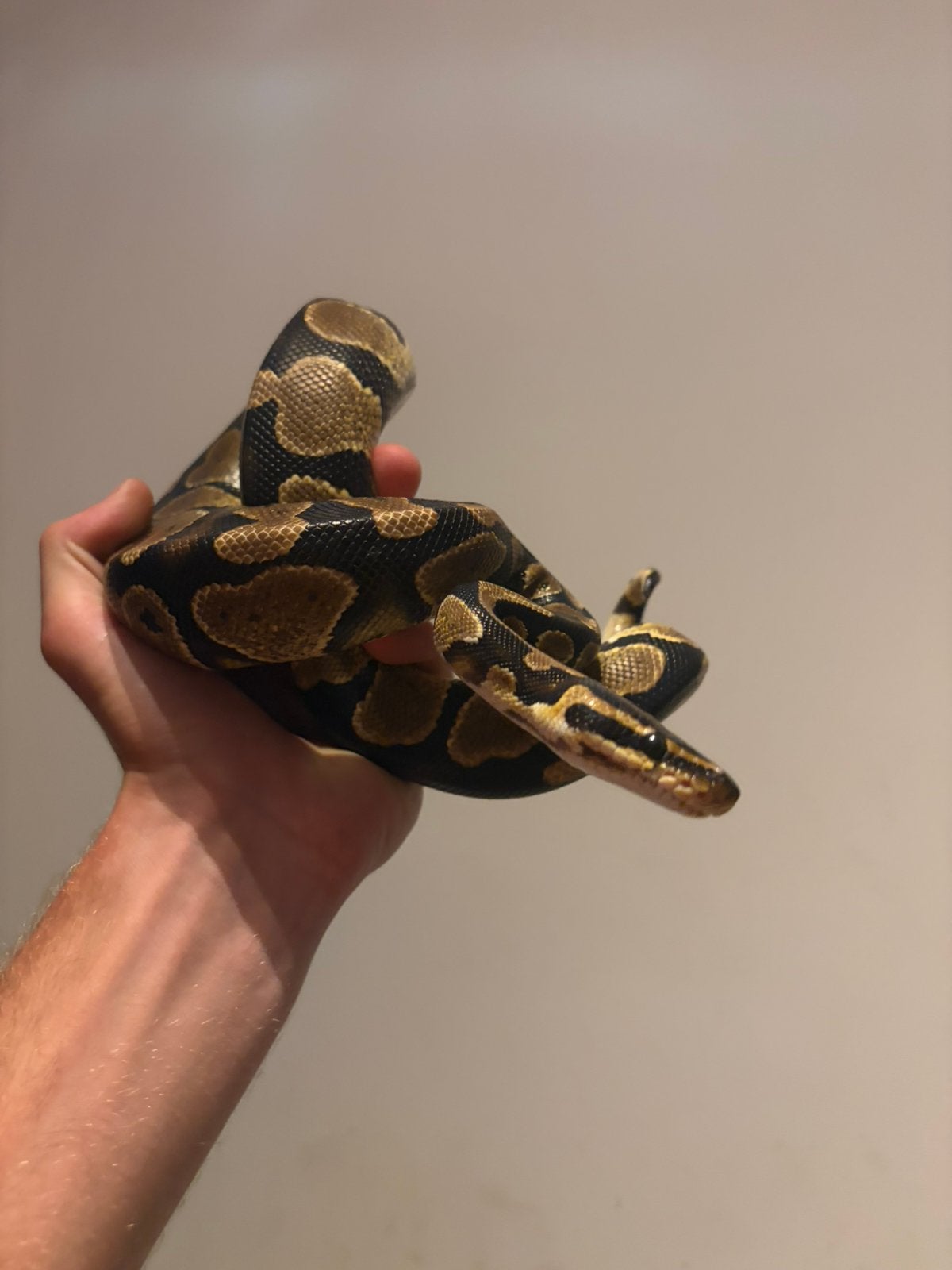 python reguis, Serpent, Avec terrarium, 3 à 6 ans