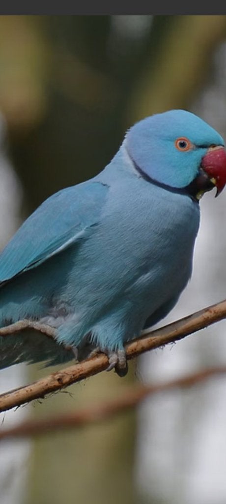 HALSBAND PARKIET BLAUW, Dieren en Toebehoren, Meerdere dieren, Parkiet, Geringd