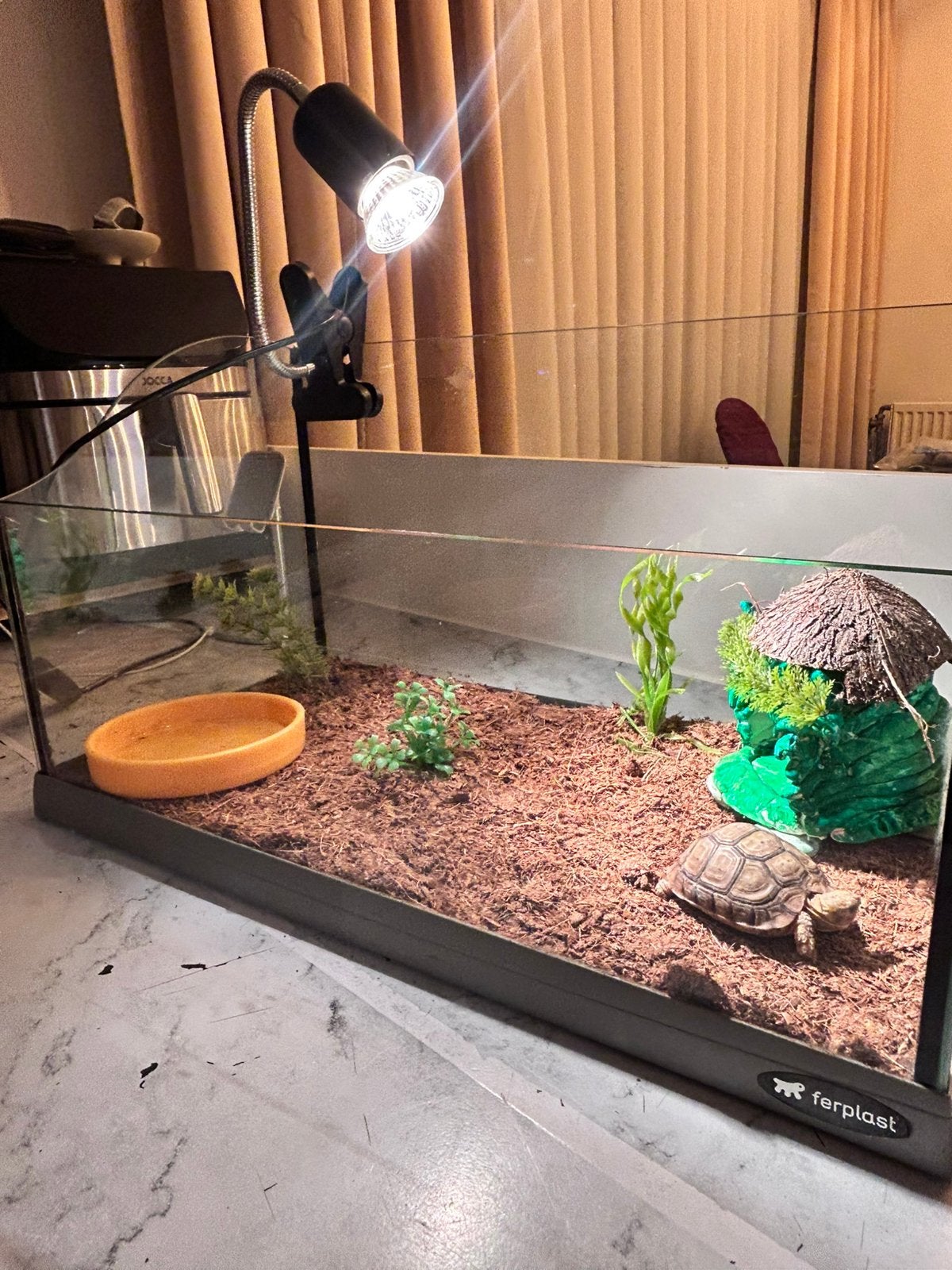 Tortue + Terrarium, Animaux & Accessoires, Tortue, Avec terrarium, 0 à 2 ans