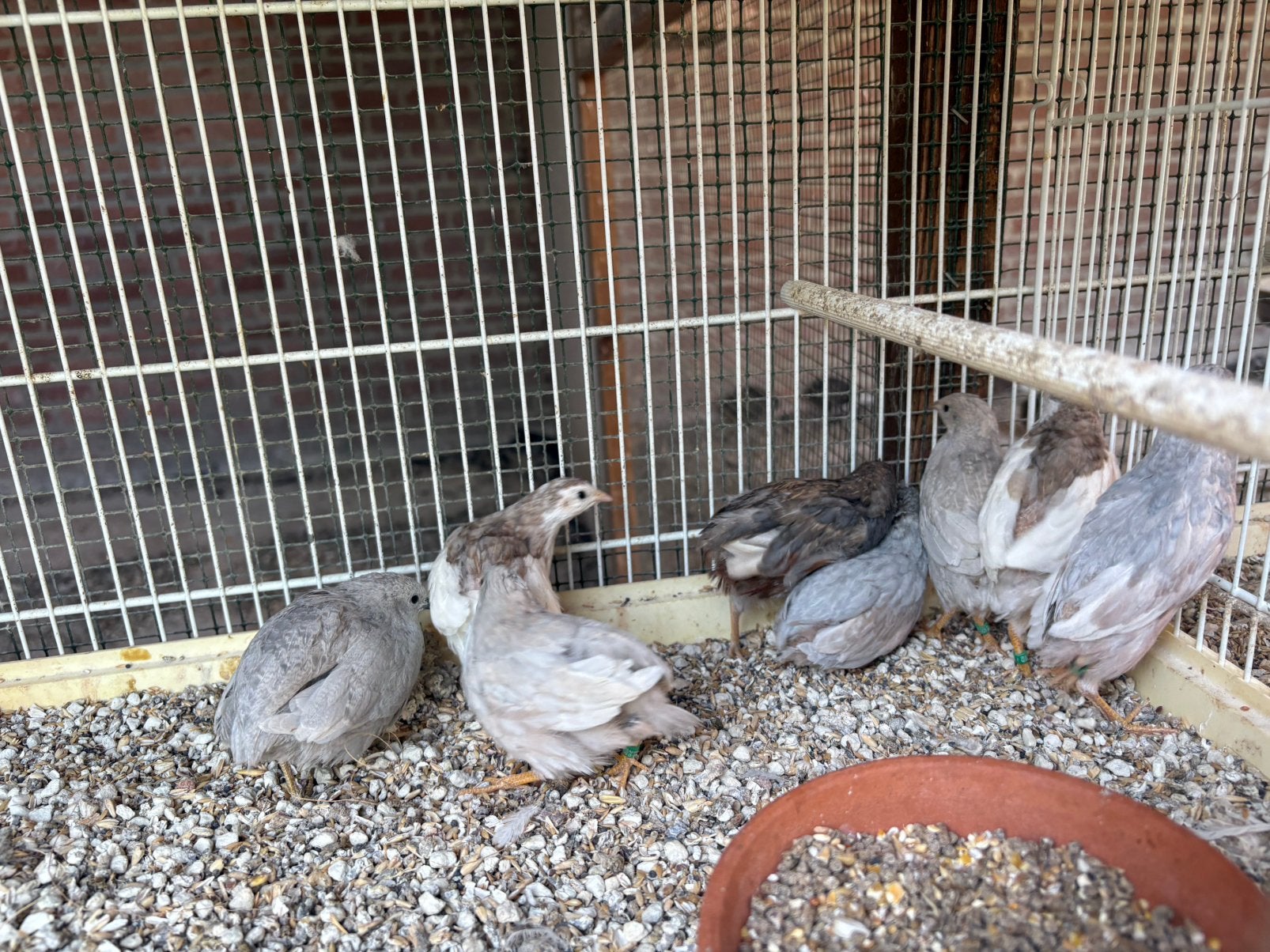 Broedeieren chineense dwerkwartels, Dieren en Toebehoren, Pluimvee, Meerdere dieren, Overige soorten