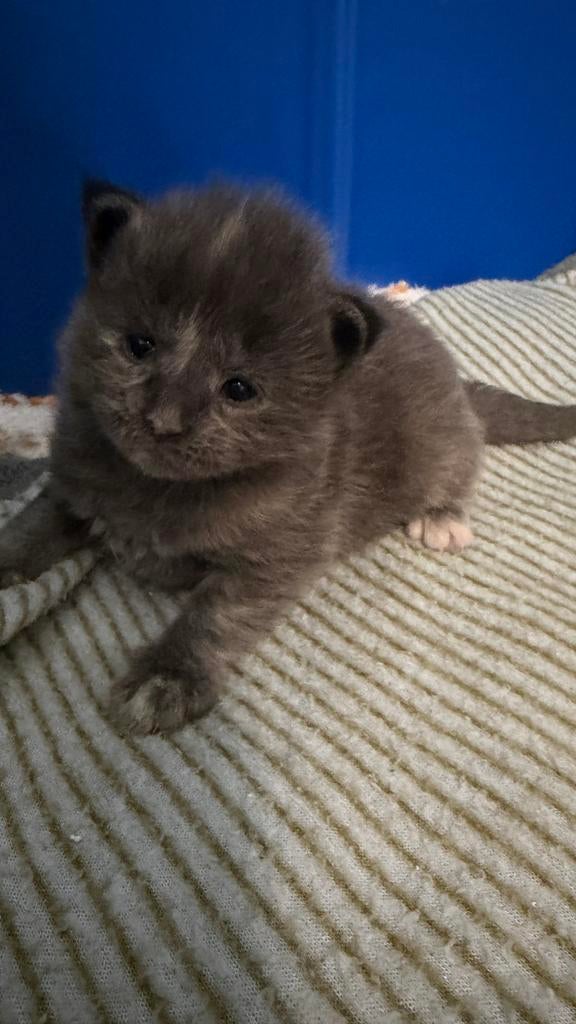Prachtige Maine Coon kittens, Sexe inconnu, Vermifugé, 0 à 2 ans