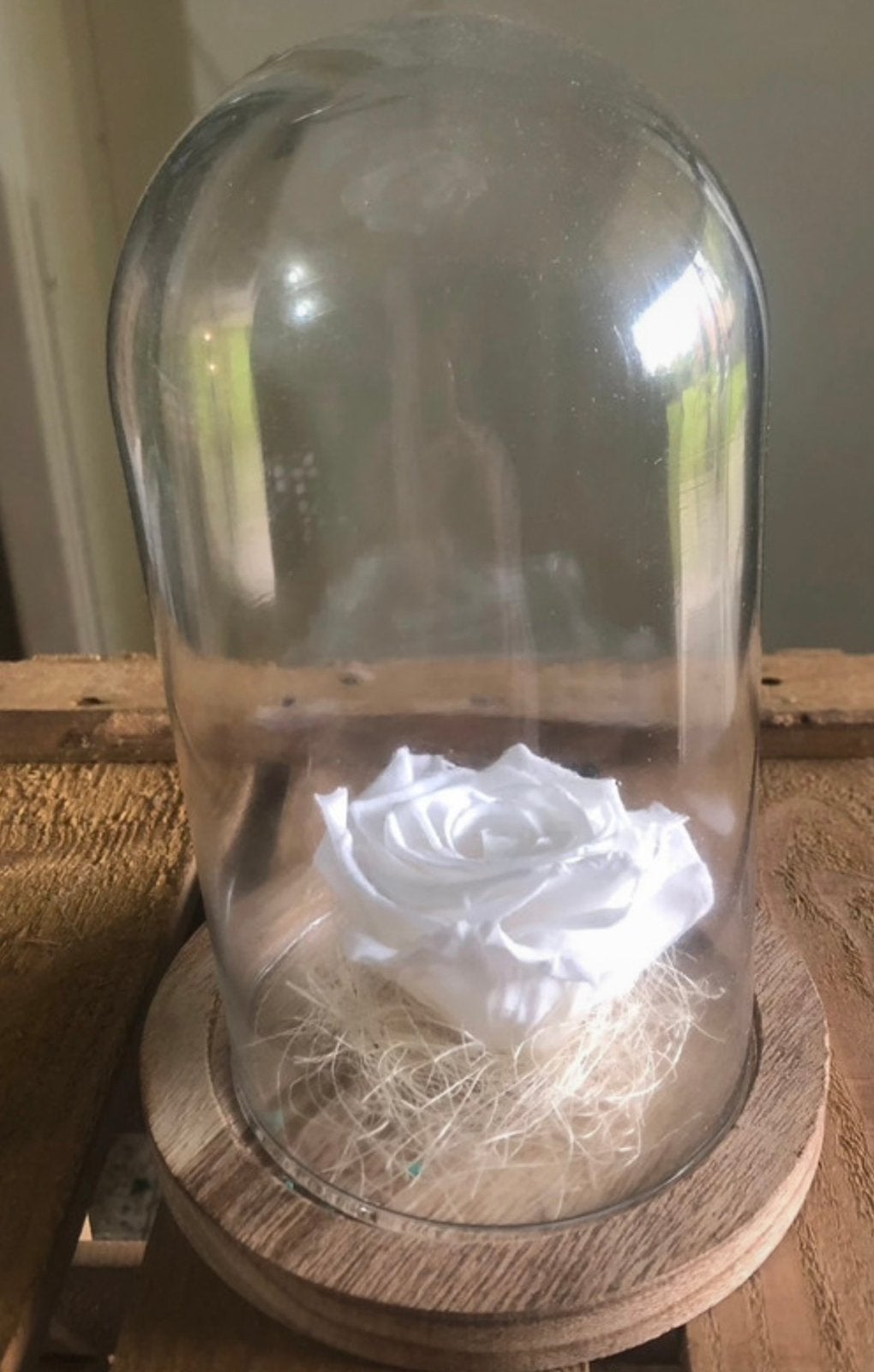 Cloche en verre avec rose éternelle blanche, Enlèvement, Neuf