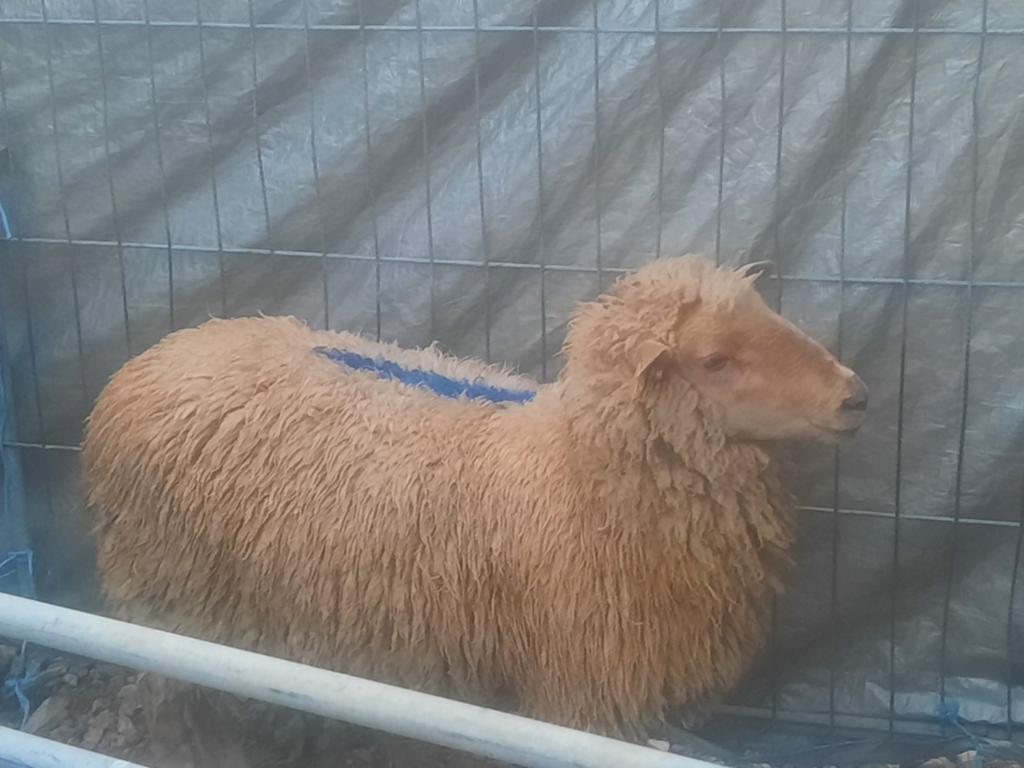 brebis femelle à vendre 50 kg, Animaux & Accessoires, Femelle, Mouton