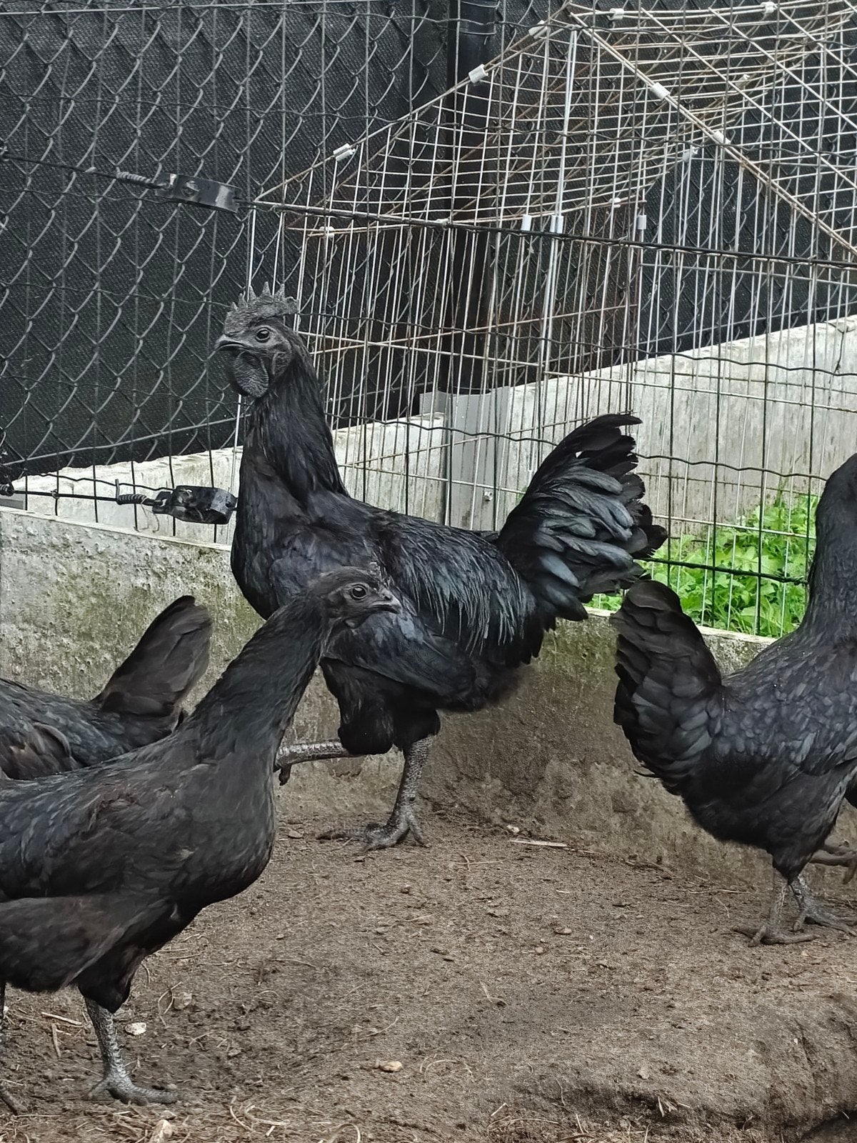 ayam cemani, Meerdere dieren, Kip