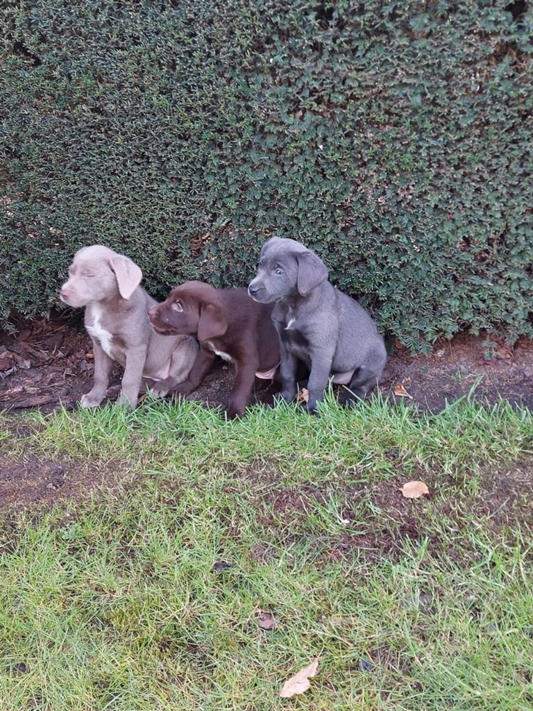 Labrador pups, Animaux & Accessoires, Labrador retriever, Plusieurs, Hépatite contagieuse (maladie de Rubarth), Belgique