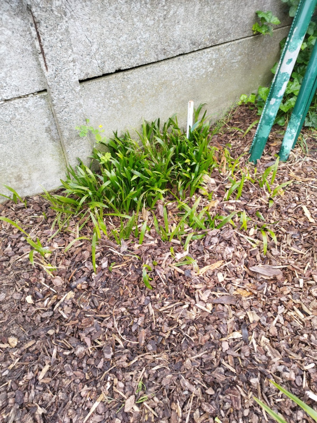 Palmboom scheuten, Ophalen