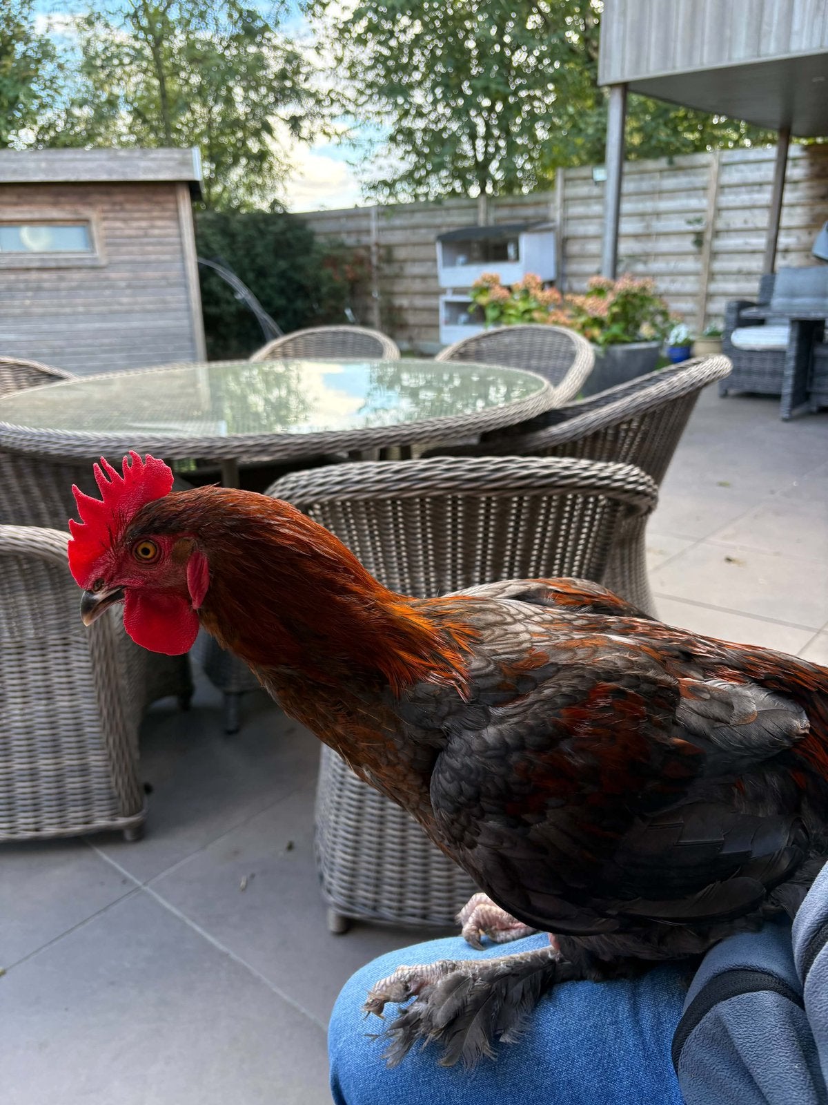 Marans haan, Dieren en Toebehoren, Mannelijk, Kip