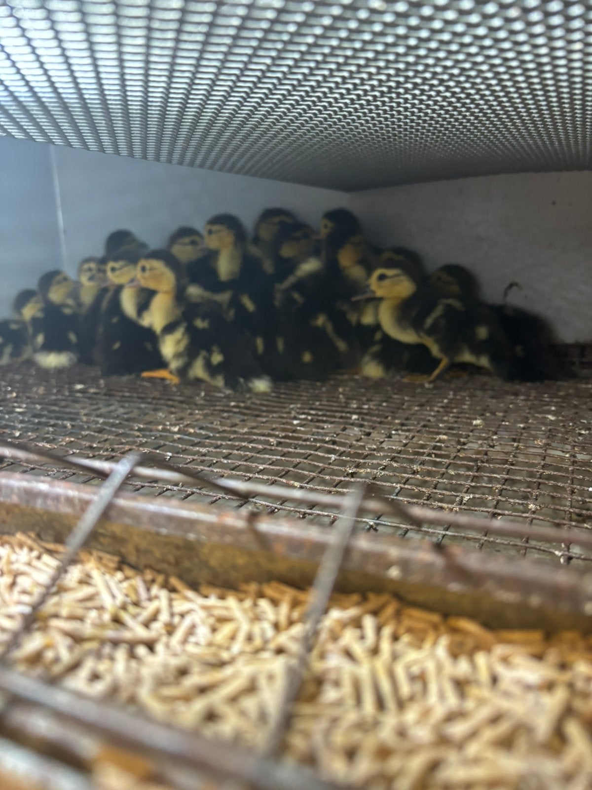 Wilde muskuseenden kuikes, Dieren en Toebehoren, Pluimvee