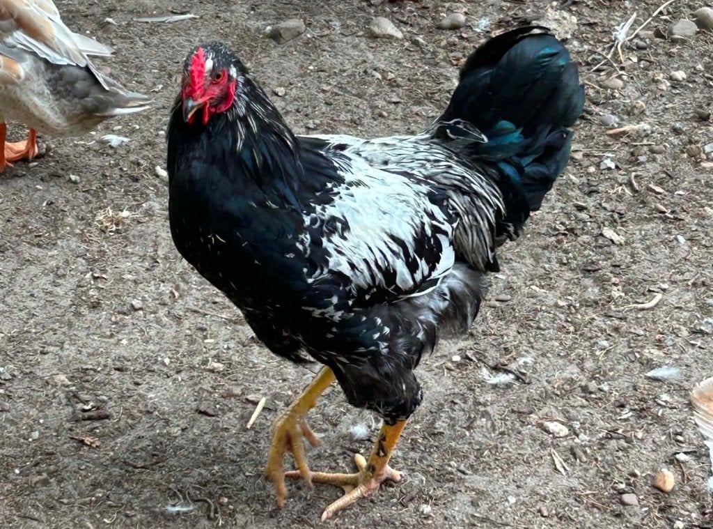 dubbelgezoomde barnevelder x brahma haan, Mâle, Poule ou poulet