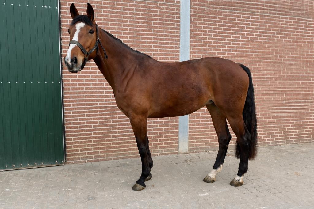 5 jarige merrie, Dieren en Toebehoren, Merrie, Springpaard, 3 tot 6 jaar, 165 tot 170 cm