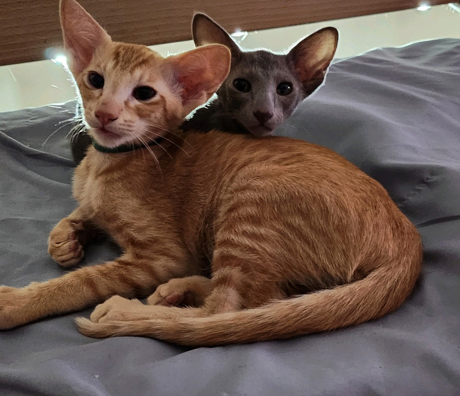 Chatons Orientaux de couleurs rares!, Animaux & Accessoires, Plusieurs animaux, Avec pedigree, 0 à 2 ans