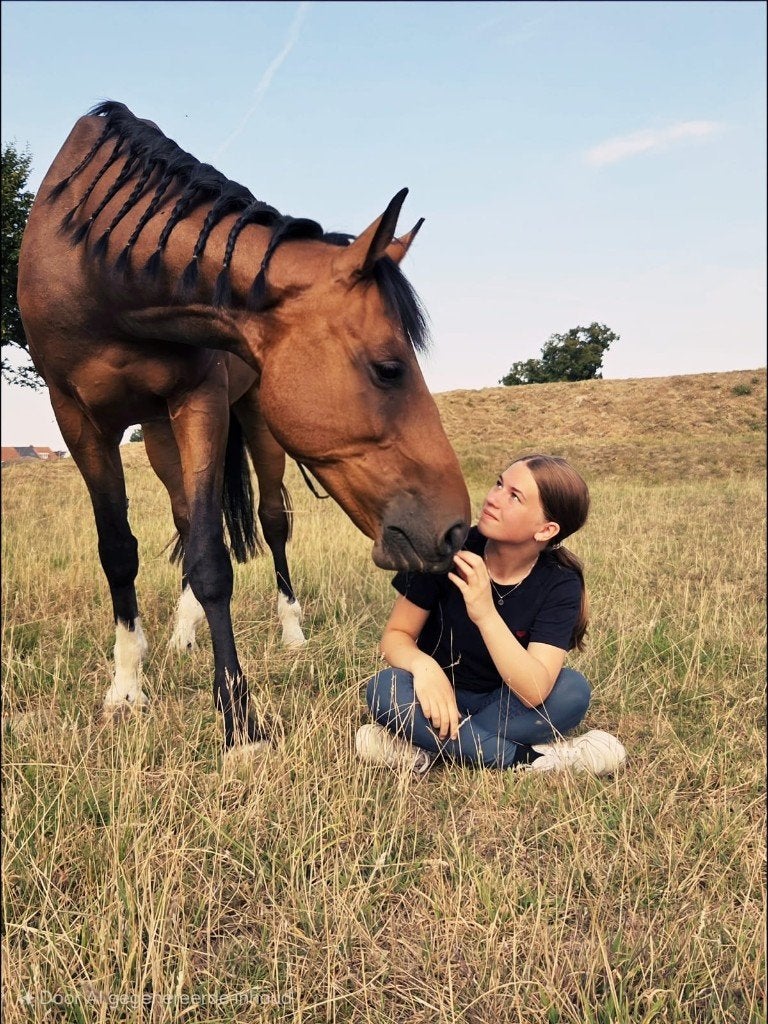 Ierse warmbloed ruin - weidemaatje/recreatief, Dieren en Toebehoren, Met stamboom, Ruin, Niet van toepassing, 7 tot 10 jaar