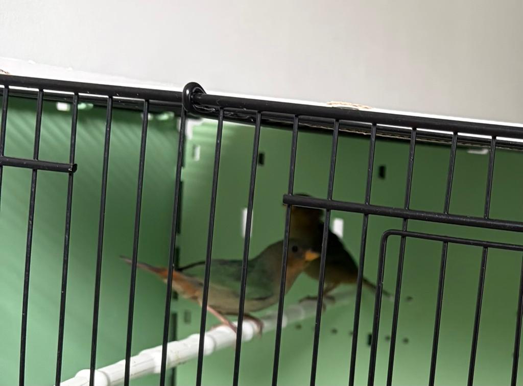 Roodkoppapagaai amadines ( oranje ), Dieren en Toebehoren, Vogels | Overige Vogels