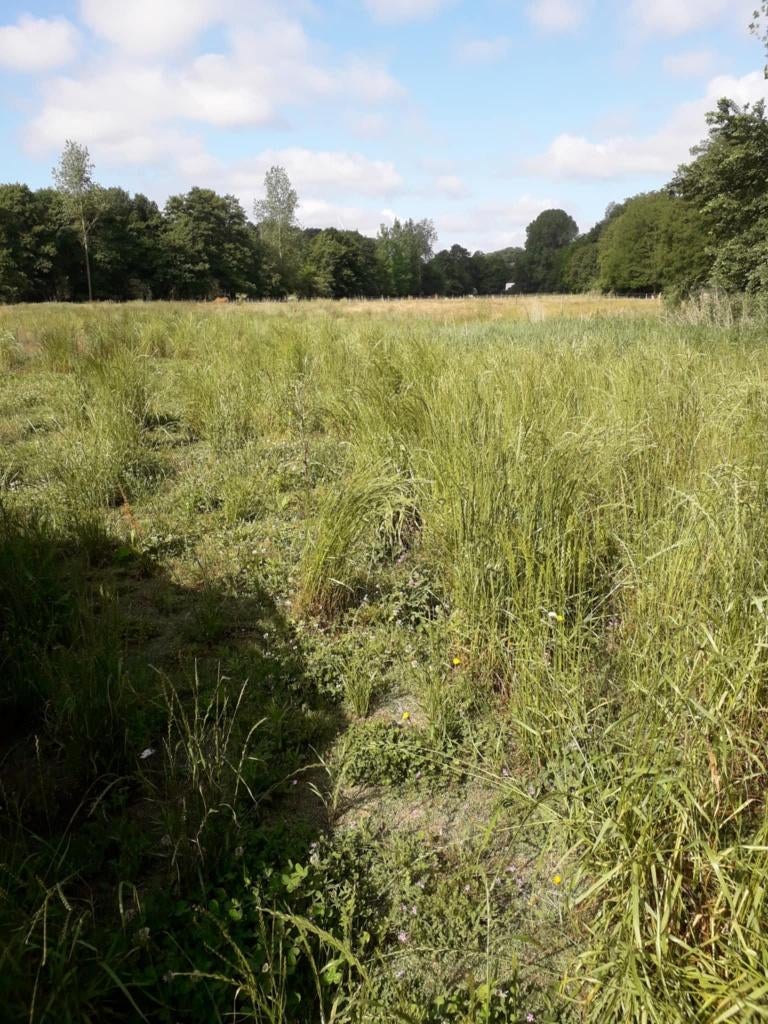 location prairie pour chevaux, Animaux & Accessoires, Pâturage, 4 chevaux ou poneys ou plus