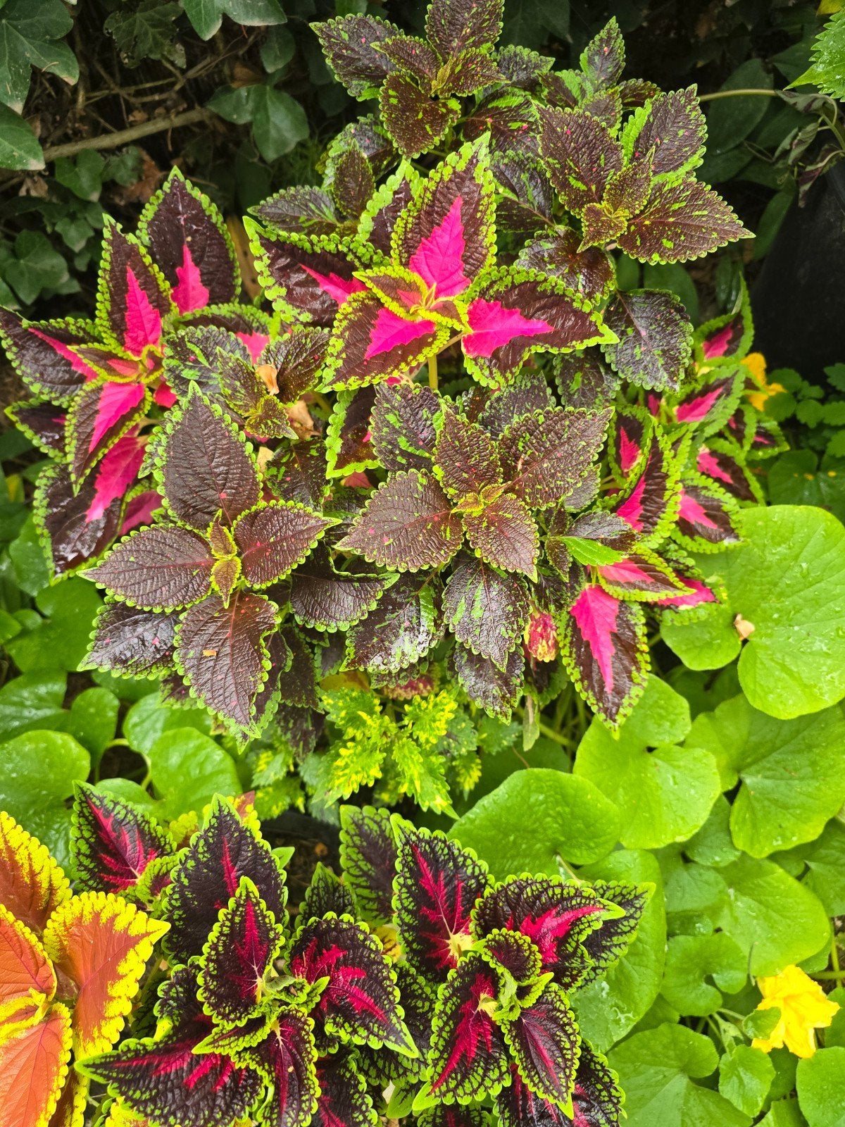 coleus, coleus, Jardin & Terrasse, Enlèvement ou Envoi