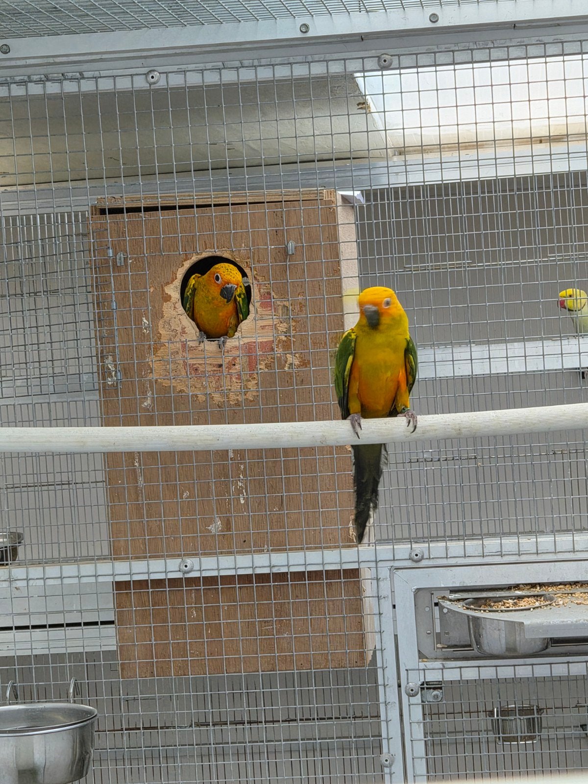 samen in ene koop  lees beshrijving, Dieren en Toebehoren