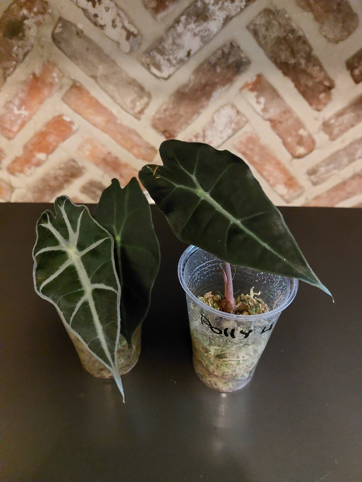 alocasia, Maison & Meubles, Autres espèces, Moins de 100 cm, Enlèvement, Plante verte