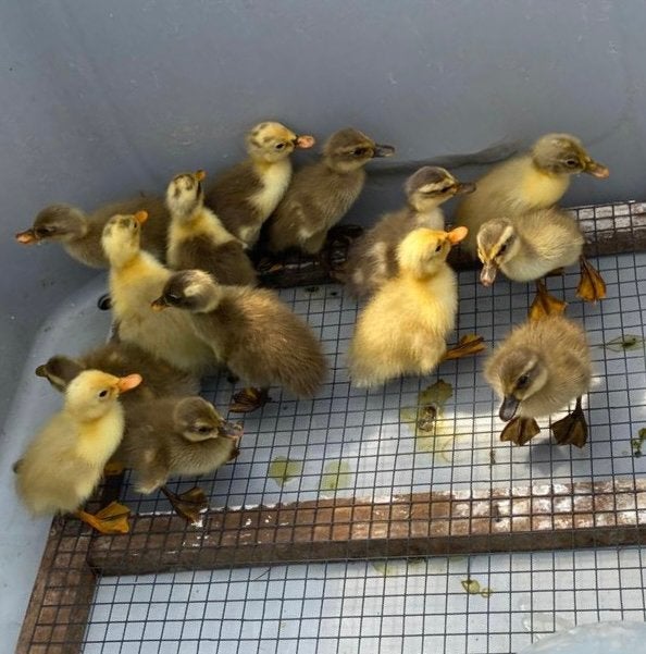 Kuikentjes indische loopeend + volwassen dieren, Dieren en Toebehoren, Pluimvee, Eend