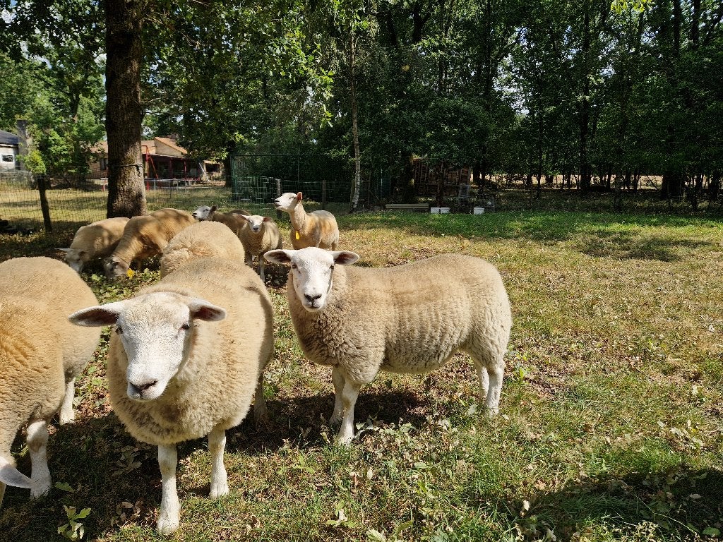 franse texel dekbokken en kweekooien., Plusieurs animaux, Mouton, 0 à 2 ans