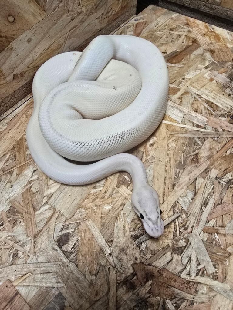 1.0 Koningspython loki high intesiti orange dream puma, Dieren en Toebehoren, Reptielen en Amfibieën, Amfibie