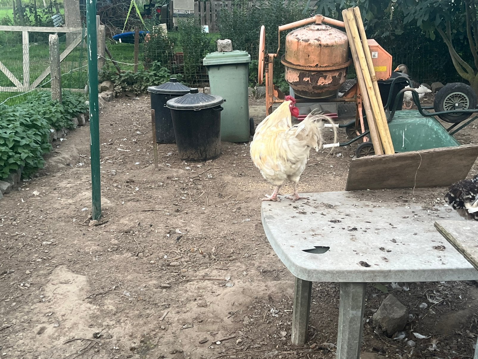 Haan, Dieren en Toebehoren, Mannelijk, Kip