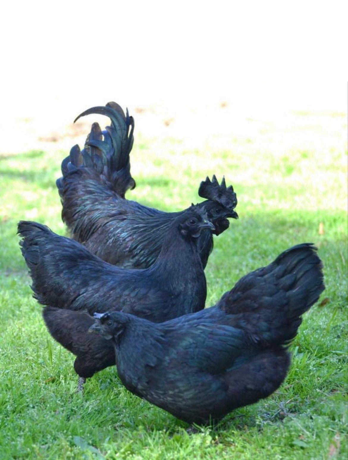 Broedeieren ayami cemani