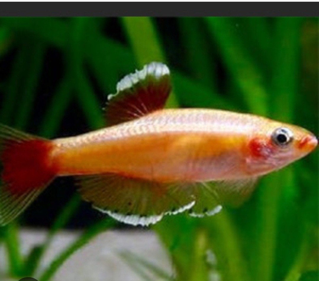 chinese goud danio's eigen kweek 2026, Dieren en Toebehoren, Vissen | Aquariumvissen