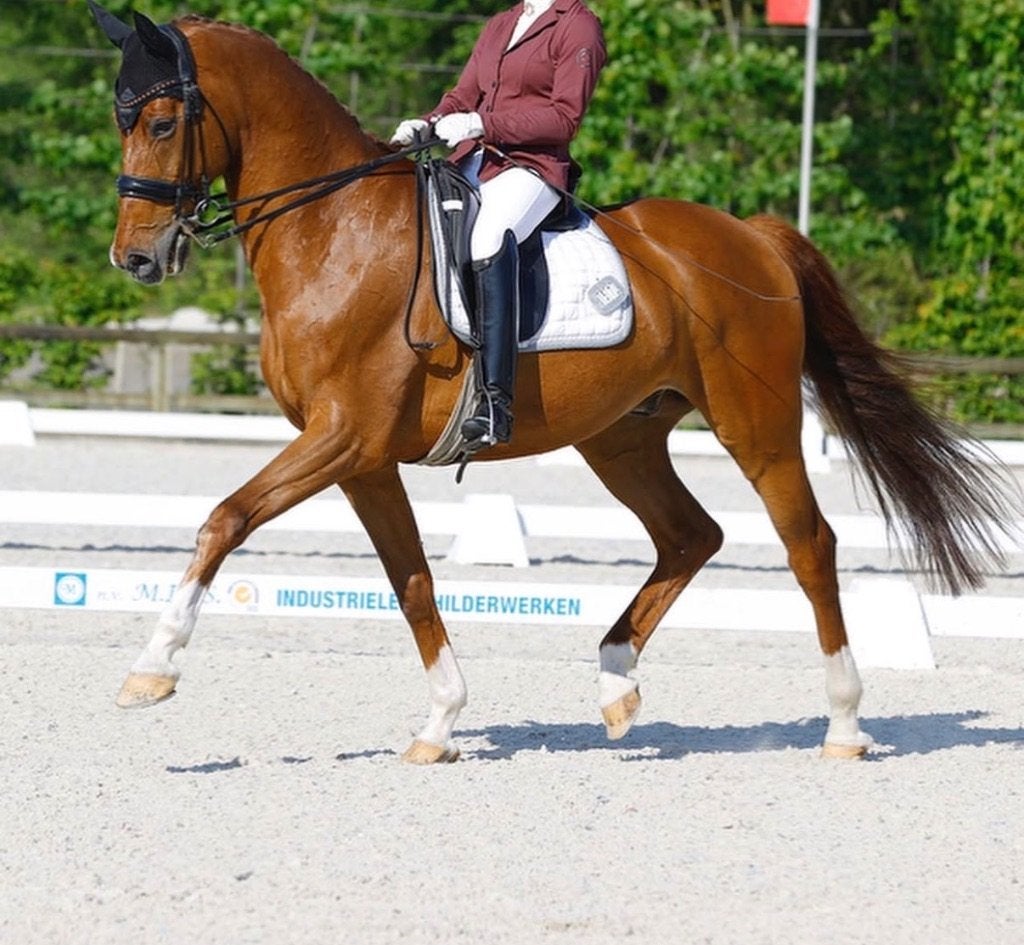 17 jarige schoolmaster dressuur te koop (Gribaldi x vivaldi), Dieren en Toebehoren, Paarden, Ruin, Dressuurpaard, 170 tot 175 cm