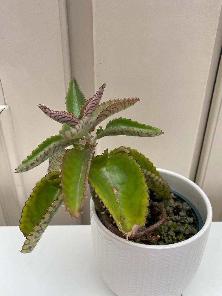 Mooie stekjes van Kalanchoe, mother of thousands, 2 euro, Ophalen, Vetplant, In pot, Minder dan 100 cm