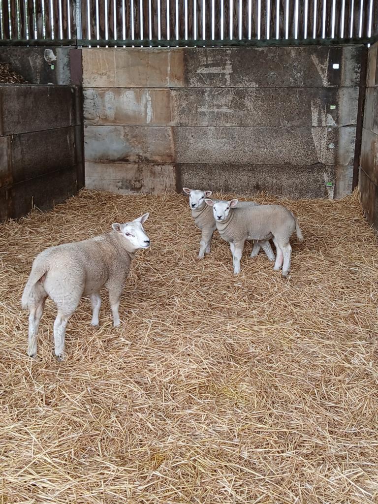 Schapen/baggerbonte/ooi/lammen, Dieren en Toebehoren, Schapen, Geiten en Varkens, Vrouwelijk, Schaap
