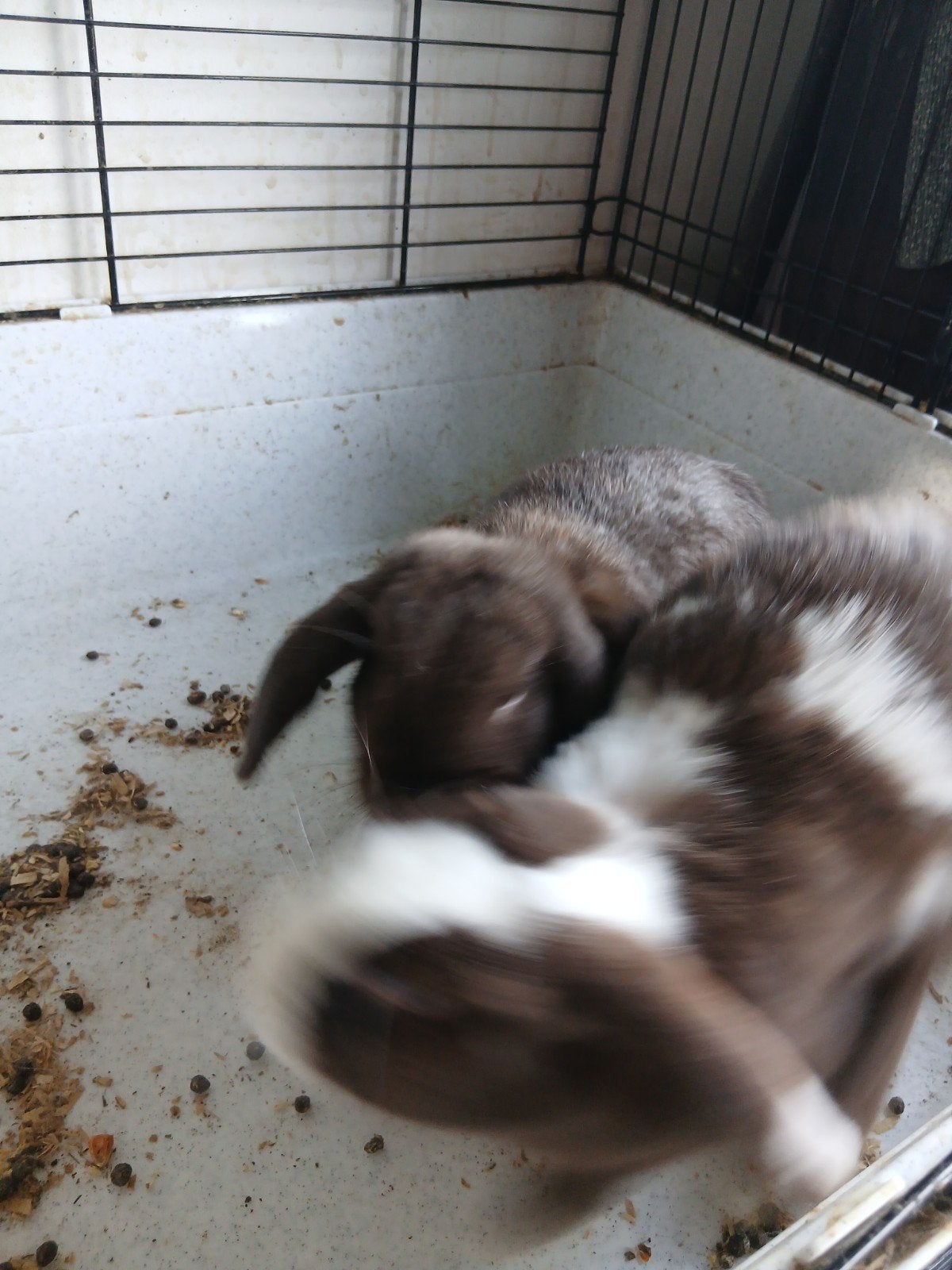 2 paar konijnen, Dieren en Toebehoren, Konijnen