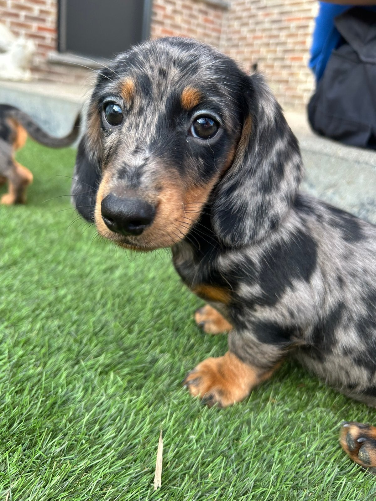 Knappe teckel pups black&tan en merle, Belgique, Plusieurs, 8 à 15 semaines, Éleveur | Professionnel
